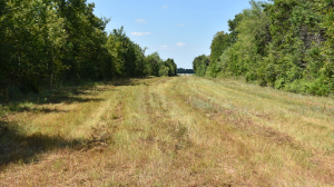 13.34 acres in Limestone County