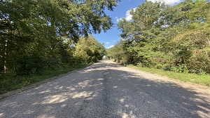 empty road by the woods