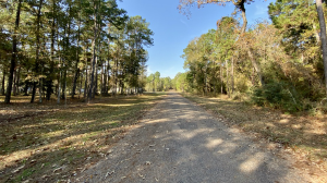 empty road by the woods