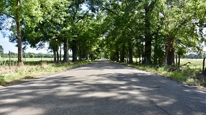 road with huge trees