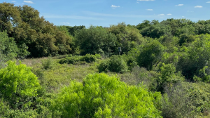 land filled with trees and grass