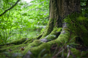 roots of the tree